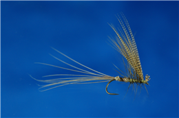 Philip White Hatching Dun Mayfly
